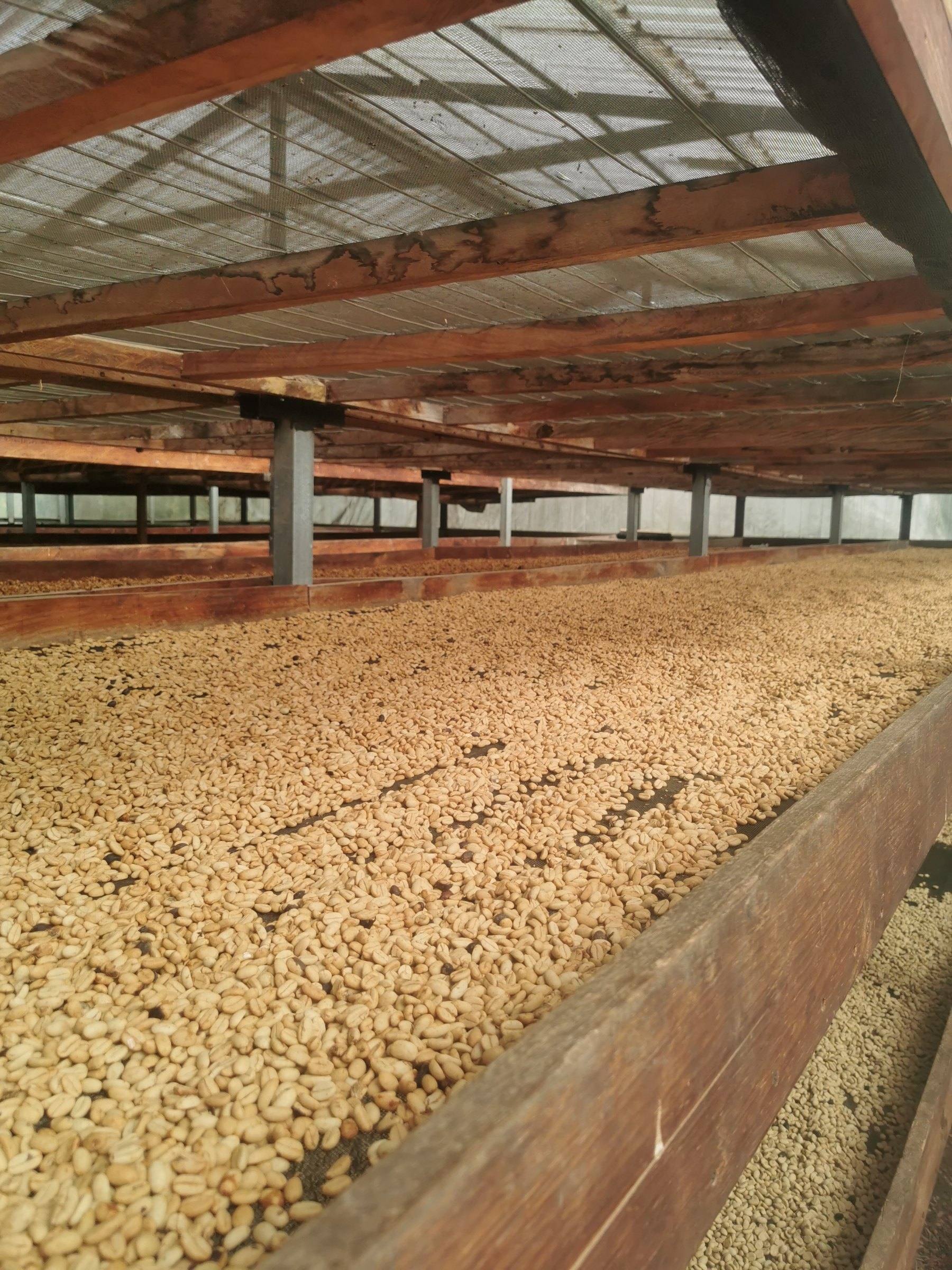 Jeniffer Madrid — harvest and processing