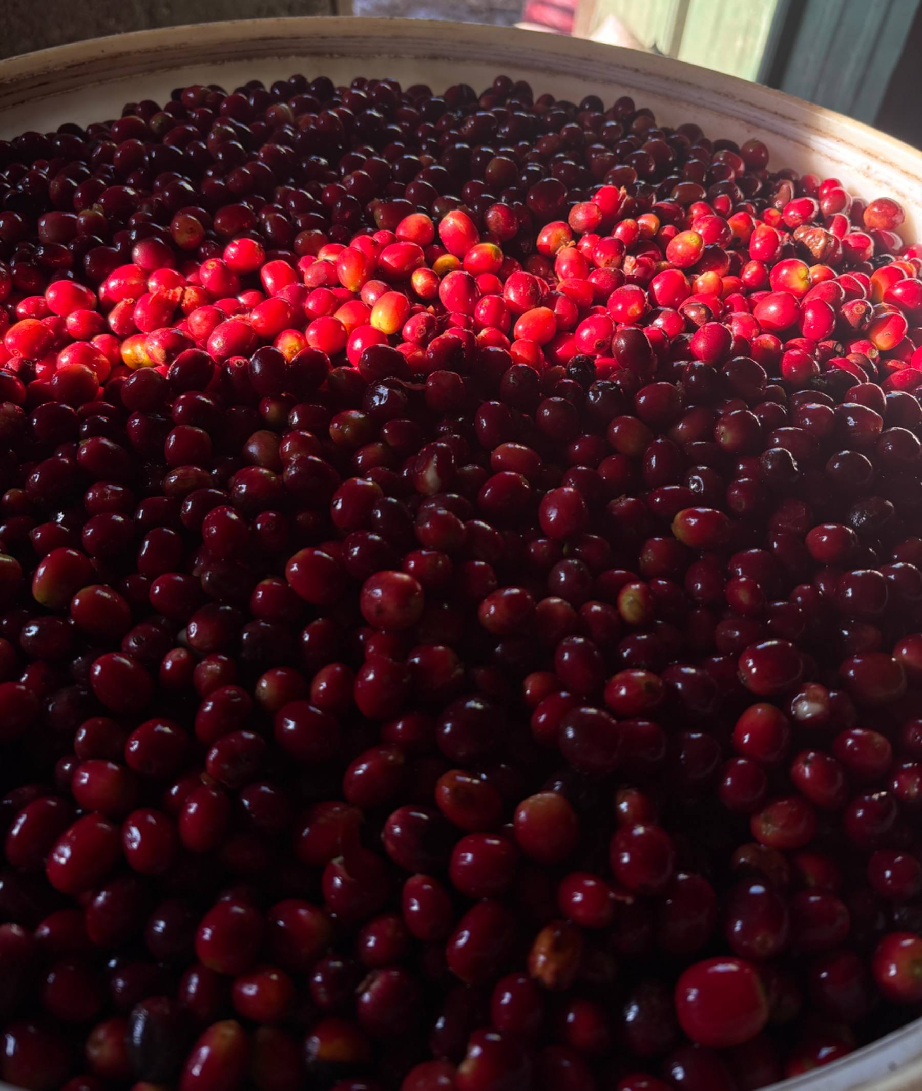 Carlos Madrid — harvest and processing